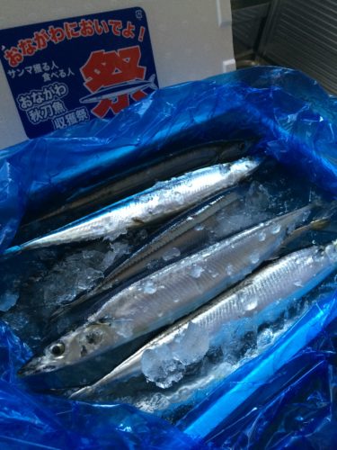 女川秋刀魚収穫祭・サンマ箱売り
