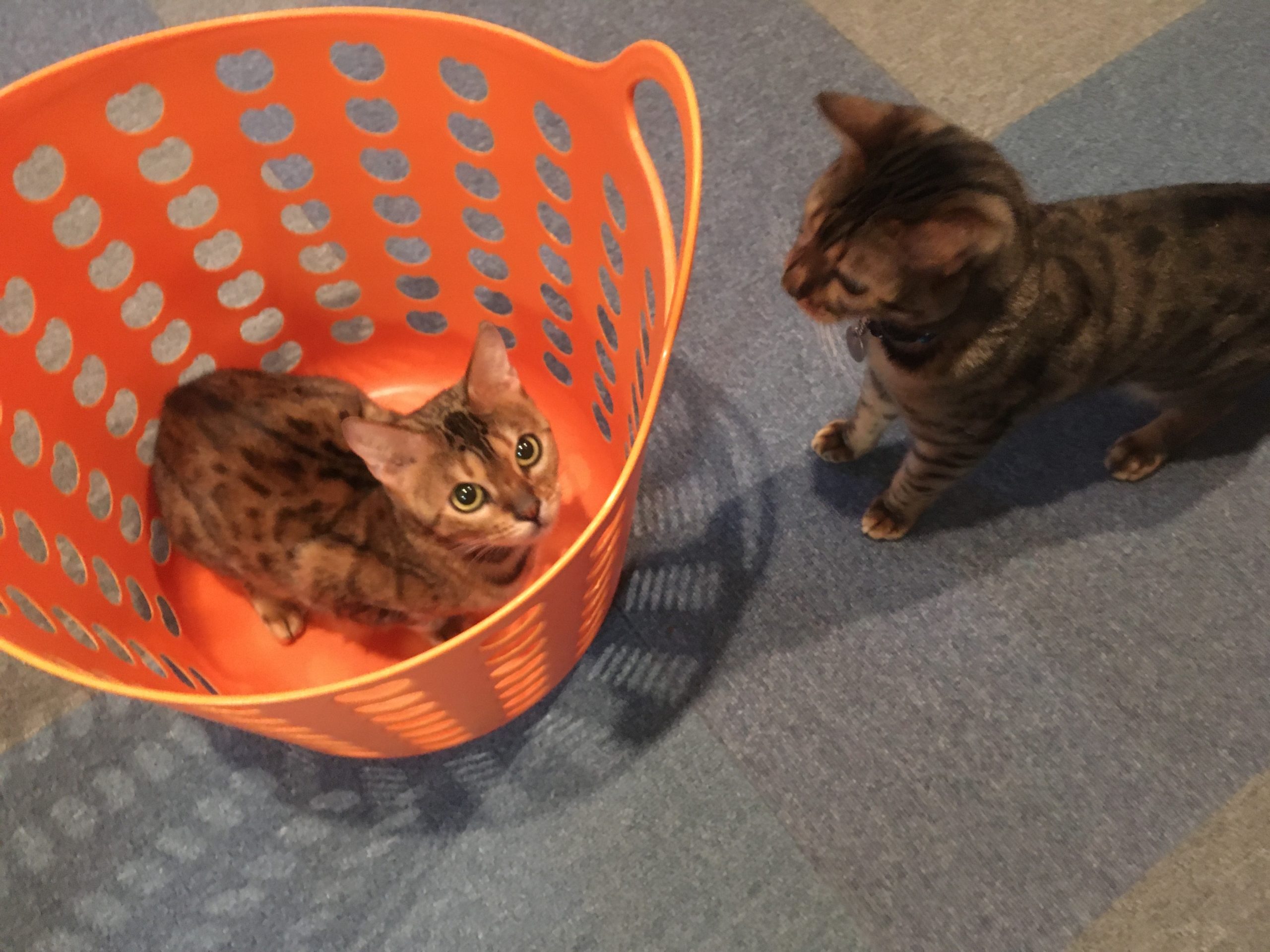 洗濯籠に入る猫