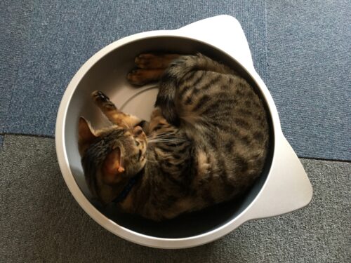 猫鍋